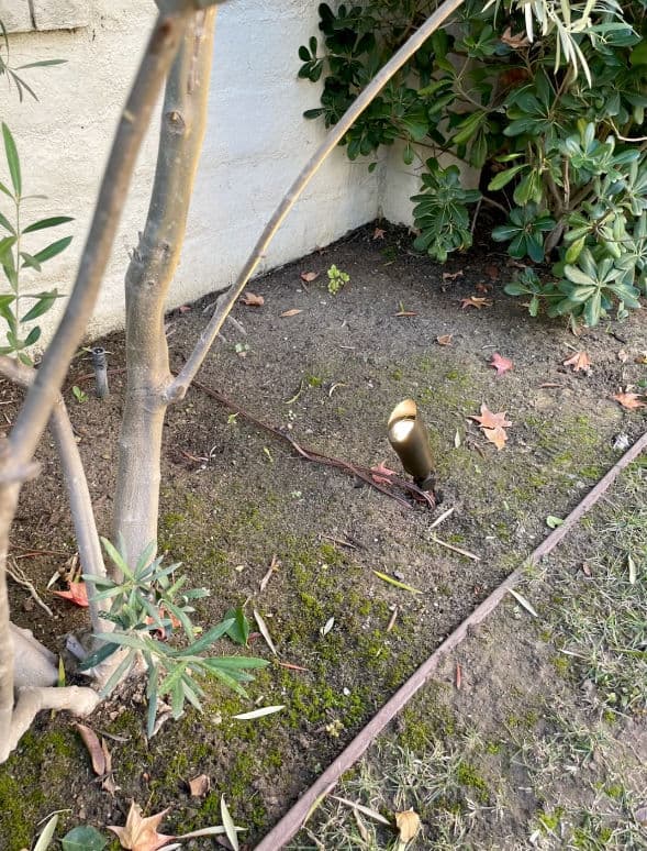 Garden scene with a tree, foliage, and a decorative light fixture partially buried in soil.